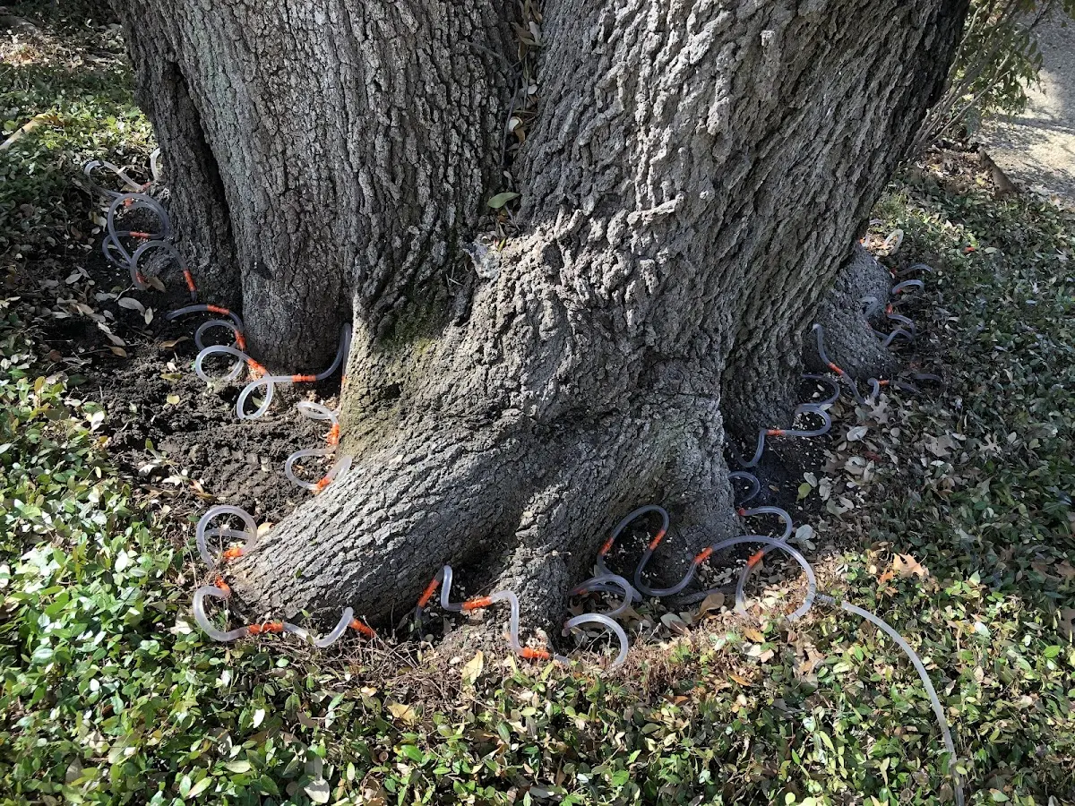 Detailed Tree Cabling and Bracing job site in Humptulips