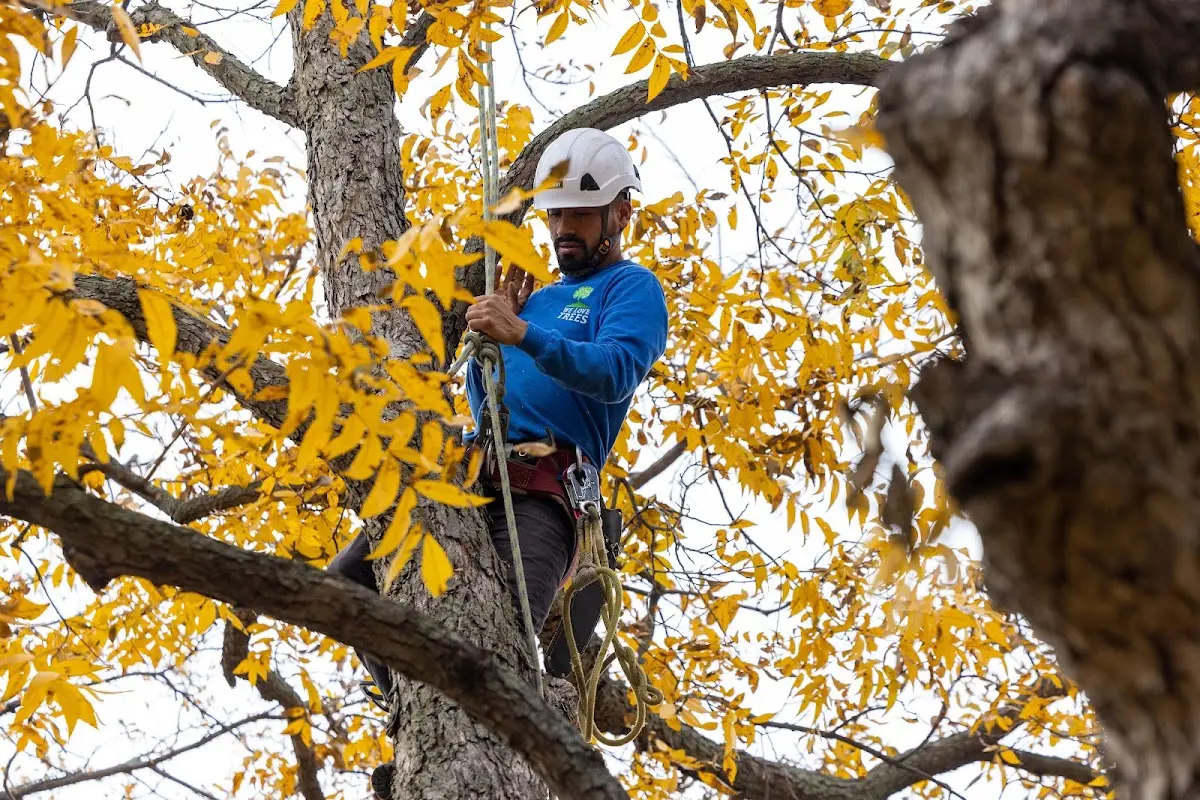 Skilled Tree Pruning crew working in Humptulips